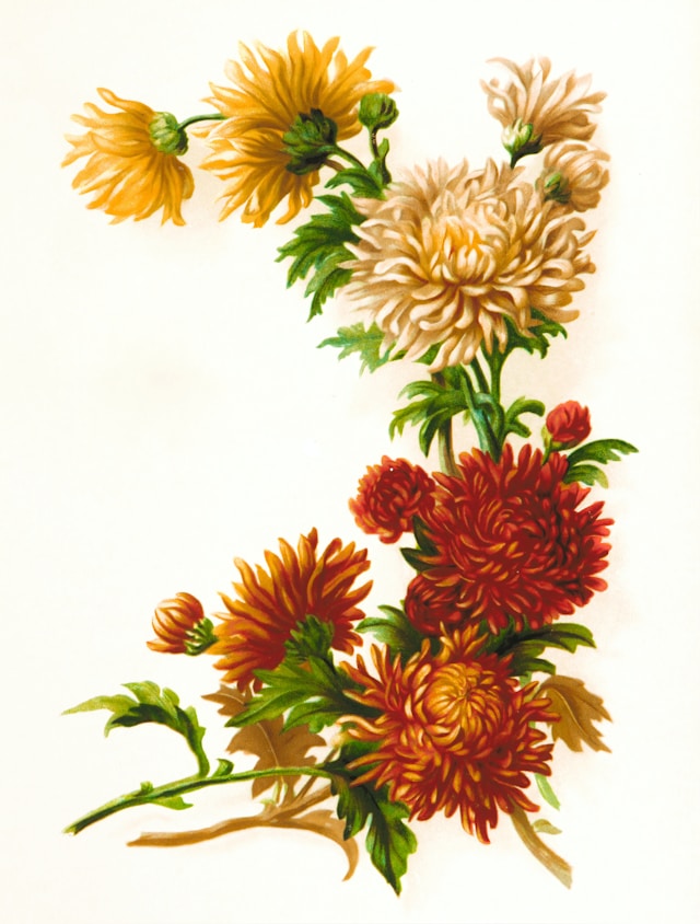 Rosa Gallica Purpurea Velutina, Parva; Rosier de France, variete