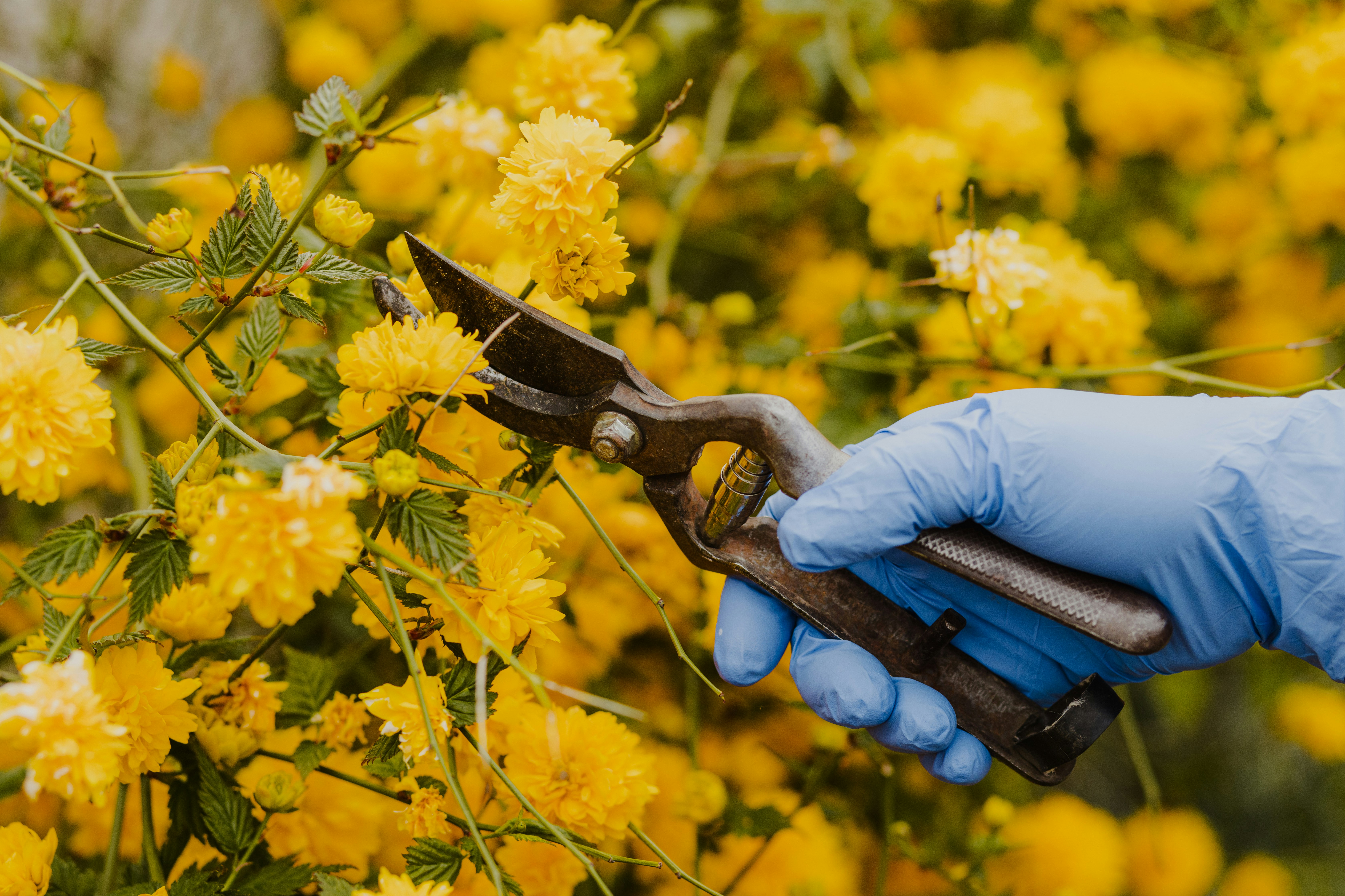 Person trimming yellow flowers with pruners