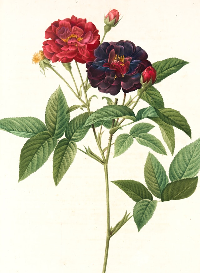 Rosa Gallica Purpurea Velutina, Parva; Rosier de France, variete