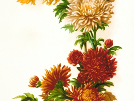 Rosa Gallica Purpurea Velutina, Parva; Rosier de France, variete