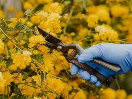 Person trimming yellow flowers with pruners